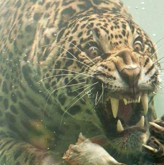 Meet your Posher, Chiah - Picture 1 of 1